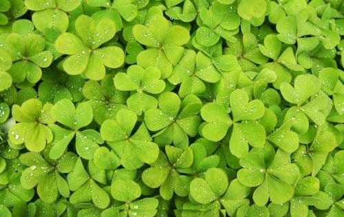 趣味测试:下面四叶草图片哪个更有意境,测你在下半年会接好运吗