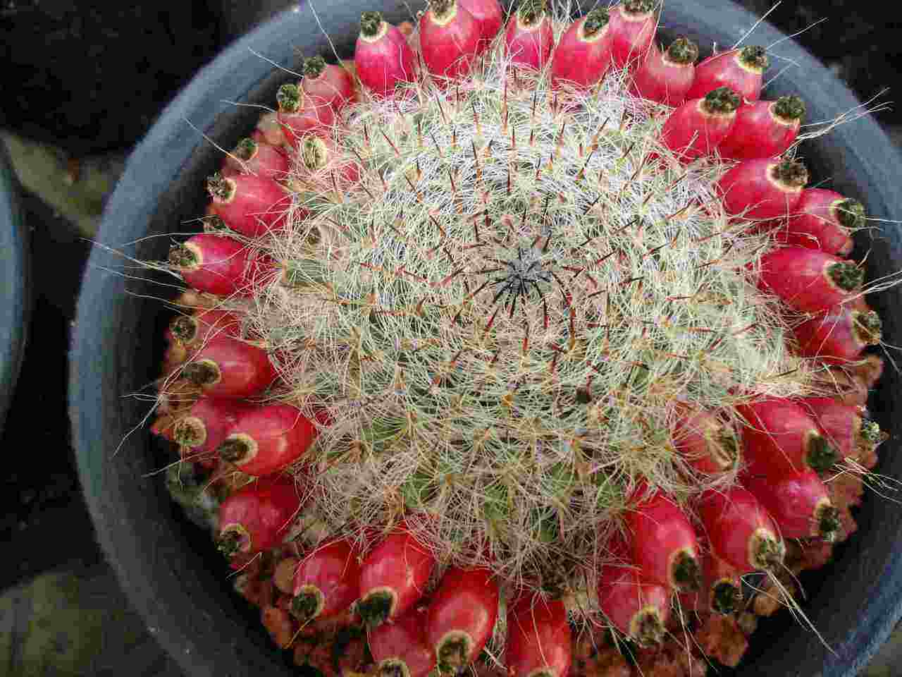 大一在二手市场买了1盆"仙人球",到大三结出80个小红果,赚了