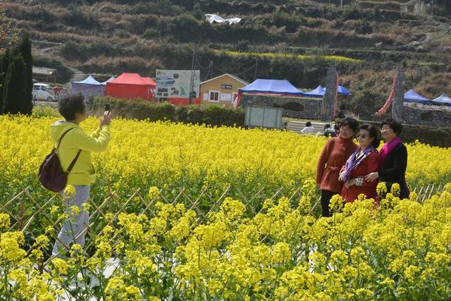 青田小舟山油菜花图片