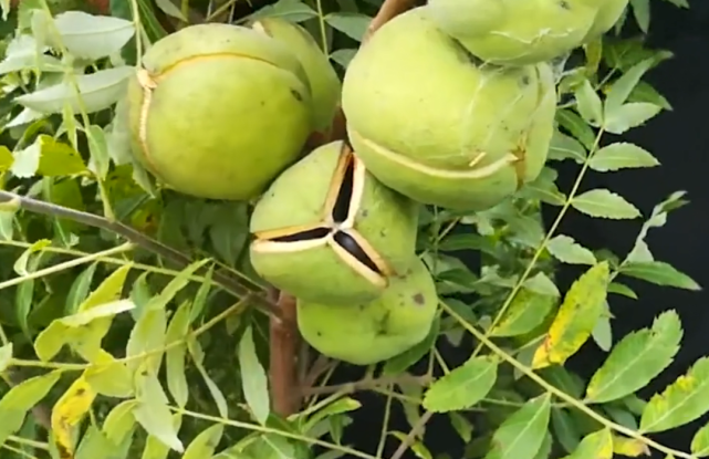 木瓜种子 - 热门商品专区