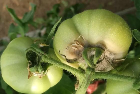 番茄 低温 - 2020年最新商品信息聚合专区 - 百度爱采购