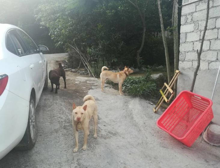 中華田園犬不出名?碰上純種潮州五紅犬,外國人都想買