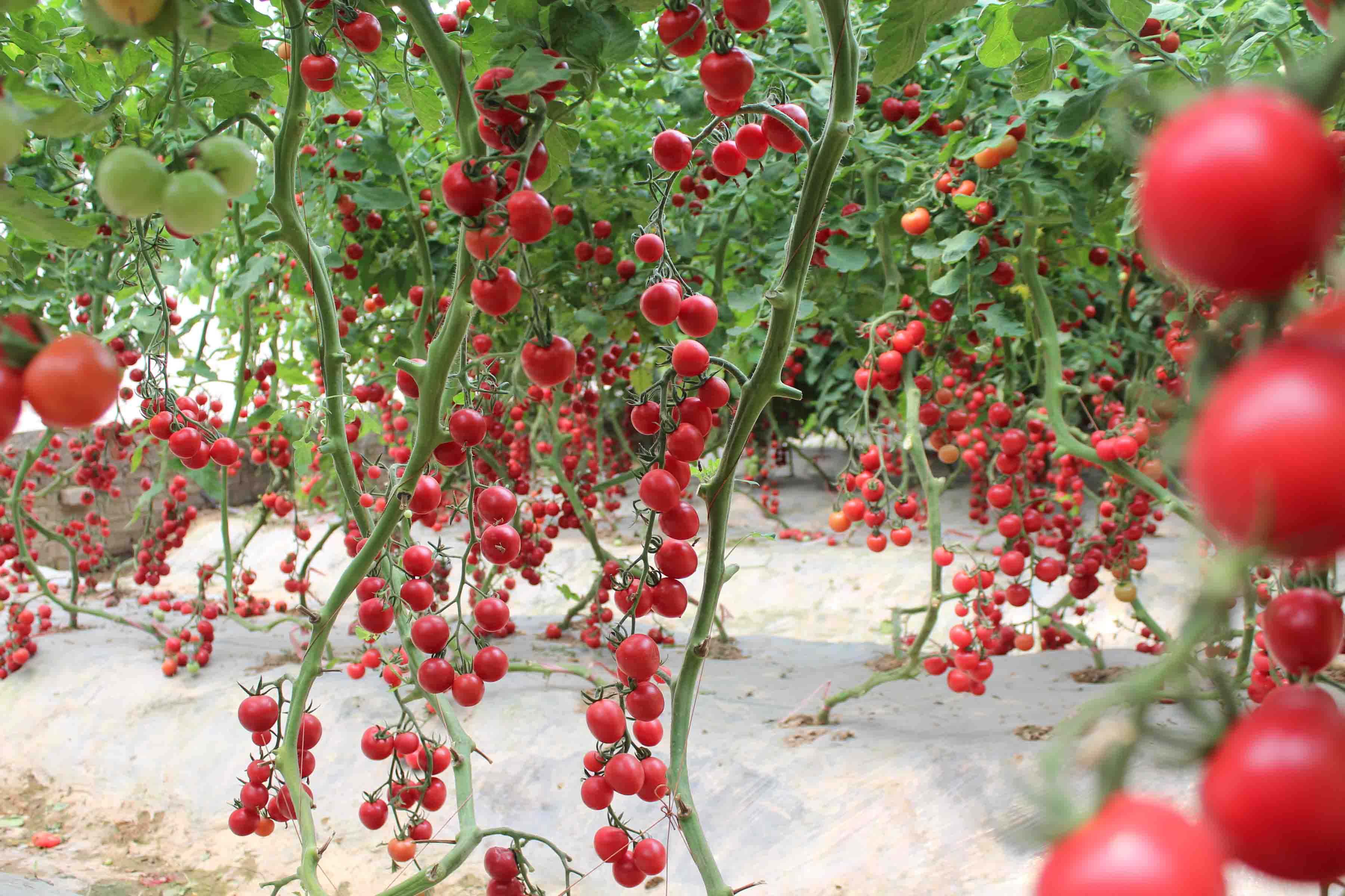 告诉你樱桃番茄高效栽培的方法