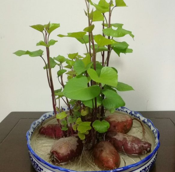 发芽的红薯能干什么?养花人:可别丢,养几天就能做盆栽