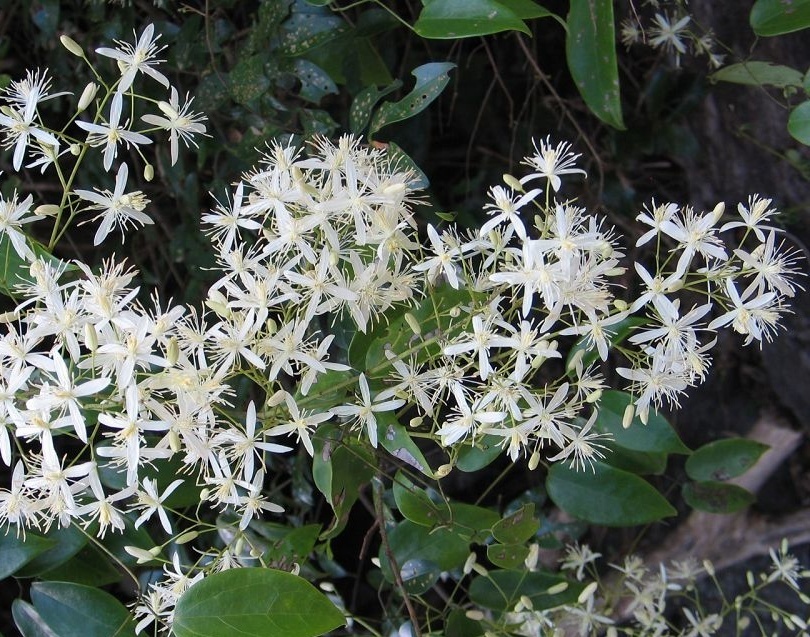 柱果铁线莲你真的了解吗?柱果铁线莲知识科普