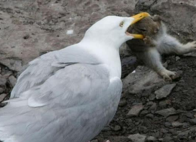 拍摄一组海鸥的图片,竟然发现它吞下了一整只兔子,让人惊呆了