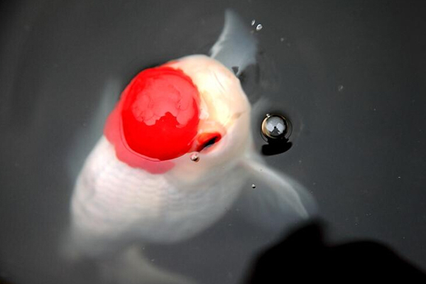 清朝皇室最喜欢金鱼品种——宫廷鹅头红的特征和鉴赏