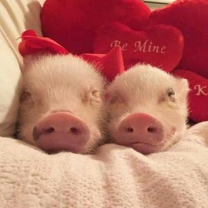 猪的情侣头像一对图片