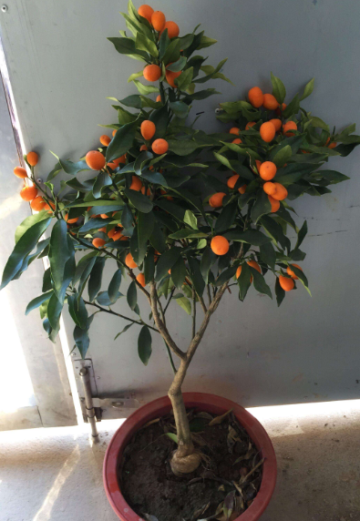 橘子盆栽