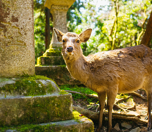根据日本奈良县地方政府调查,去年当地代表性动物"奈良鹿"咬伤人的