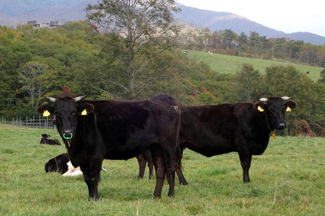 4个原因快速了解日本和牛神户牛为何如此昂贵