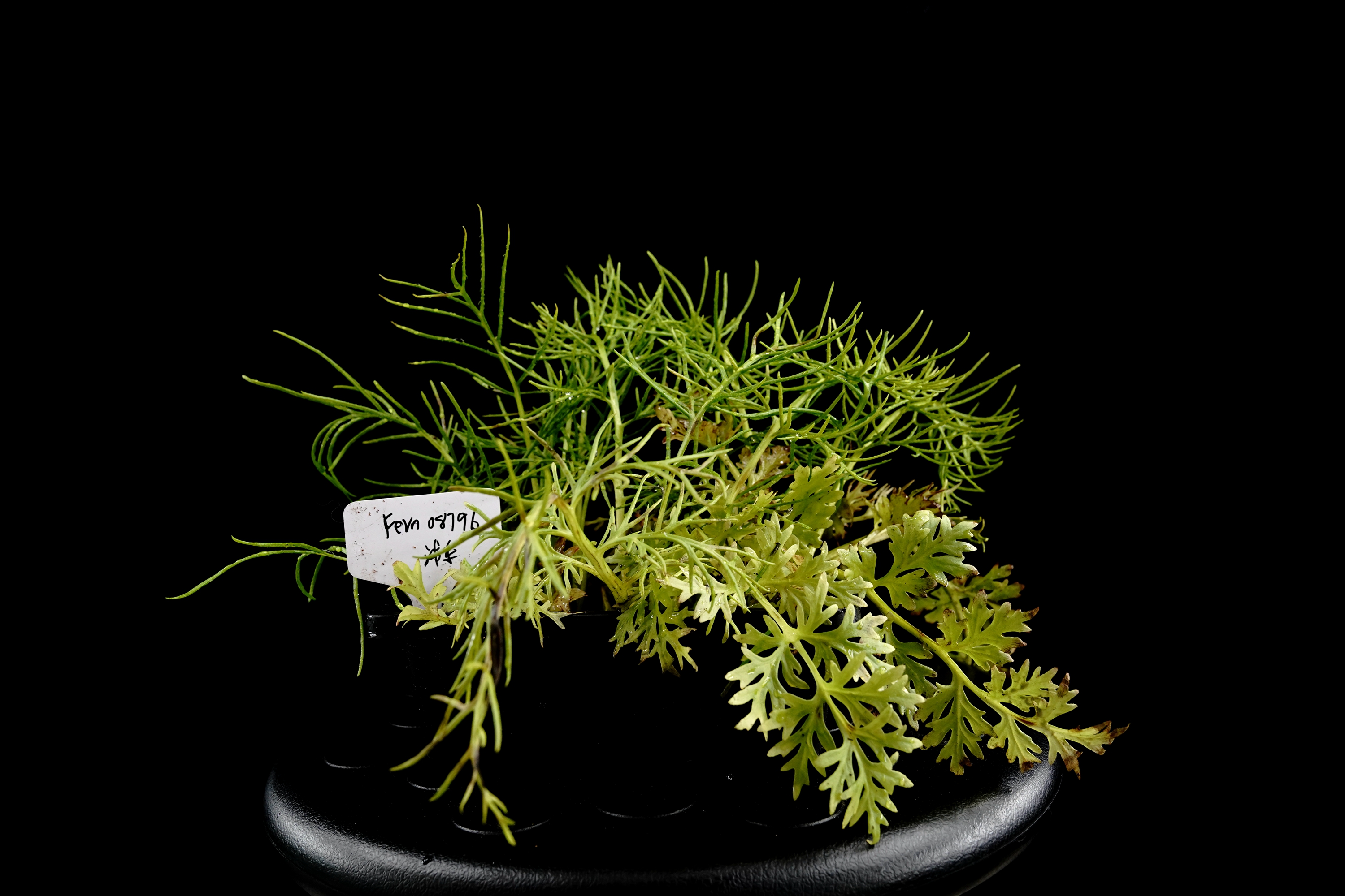 上海多地发现国家二级重点保护野生植物粗梗水蕨