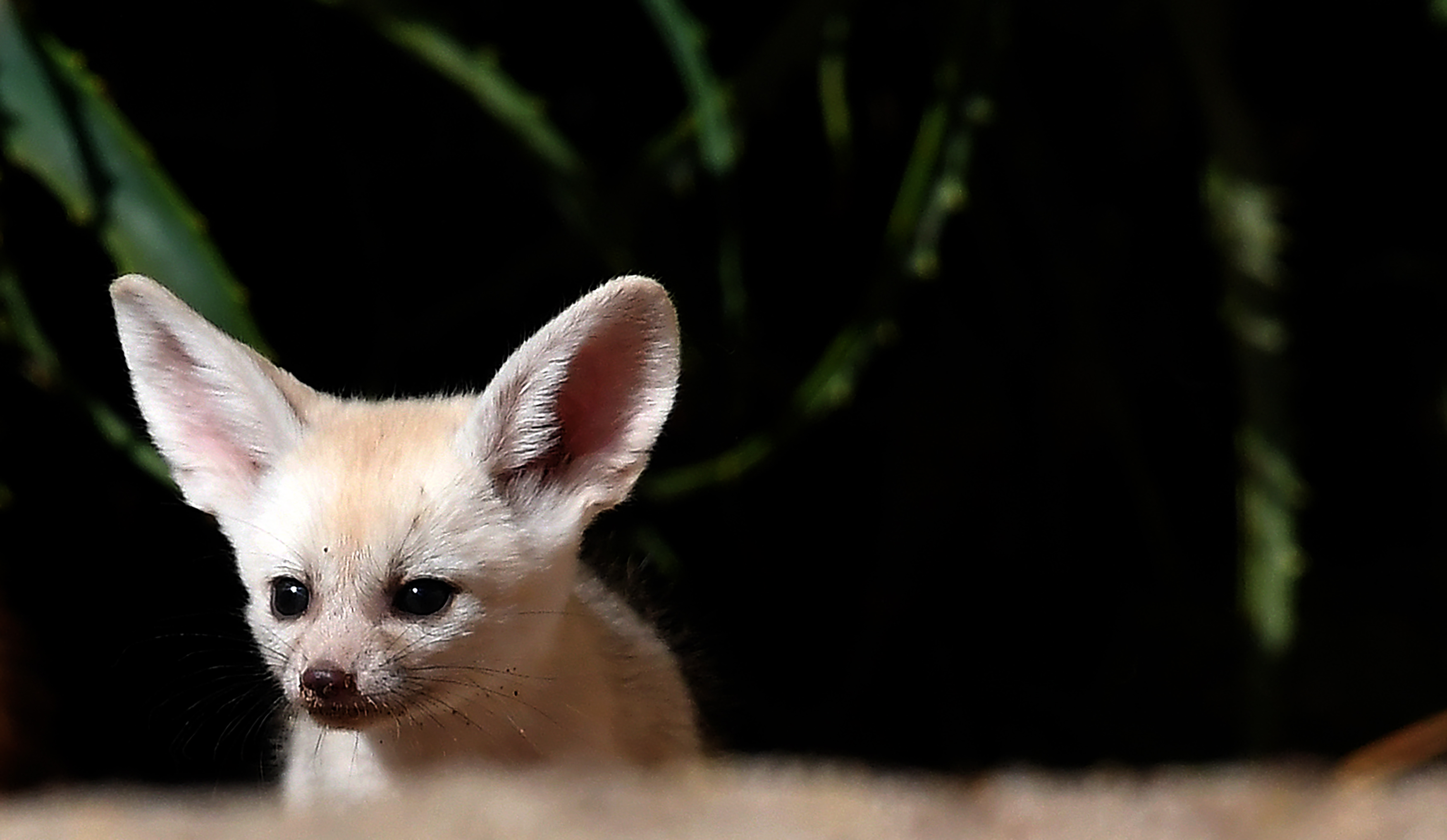 可爱的耳廓狐(2)