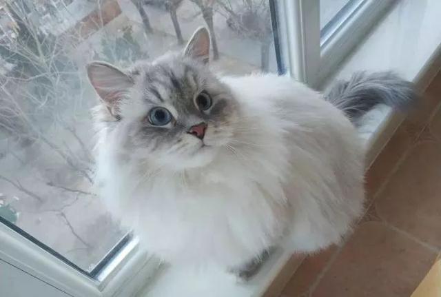 西伯利亚森林猫,只因为它好看