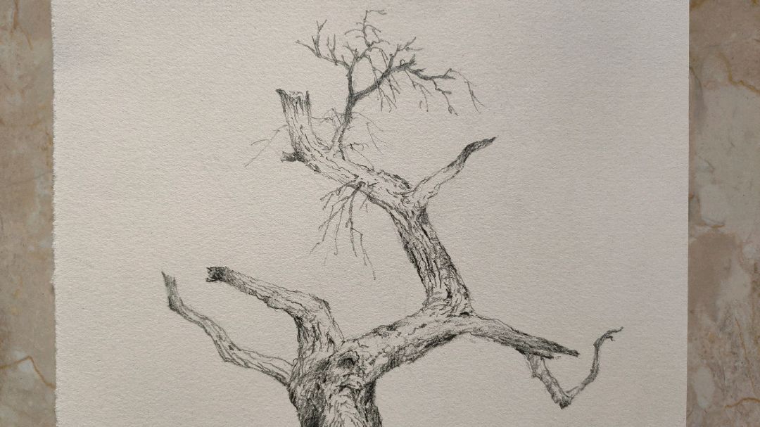 胡杨铅笔画素描速写:诠释生命价值的至高境界,千疮百孔亦无惧