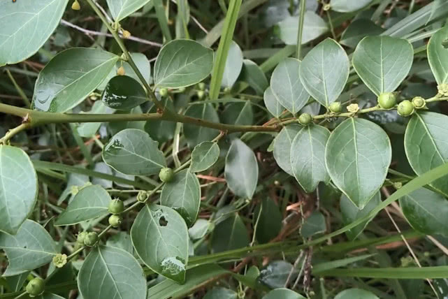 每天认识一种草药,关键时刻可以救命,这种鬼画符你见过没有