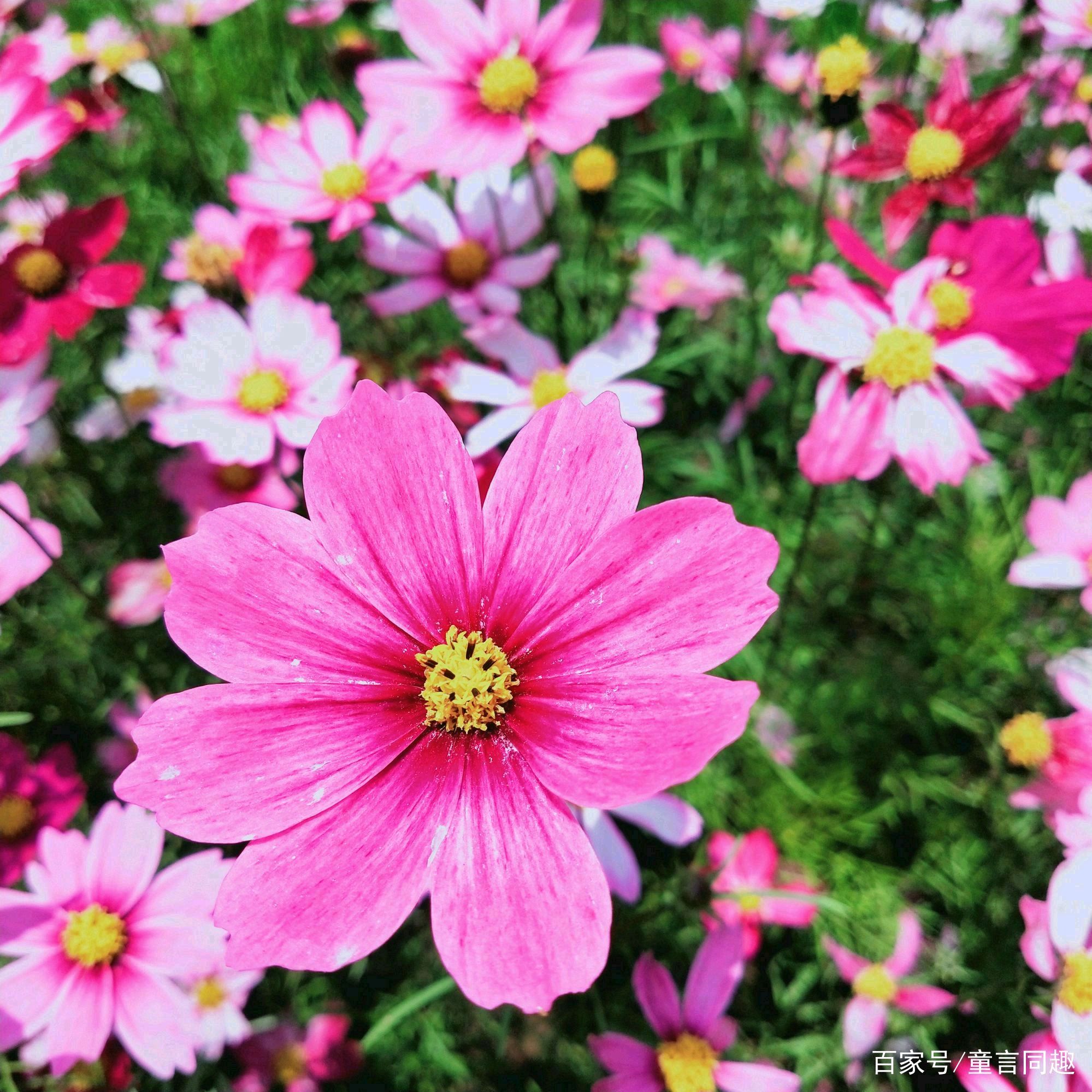 阳光下盛开的格桑花