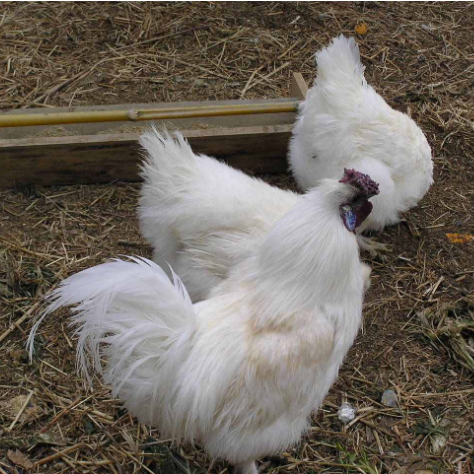 丝羽乌骨鸡是什么,有没有养殖前景,如何进行养殖