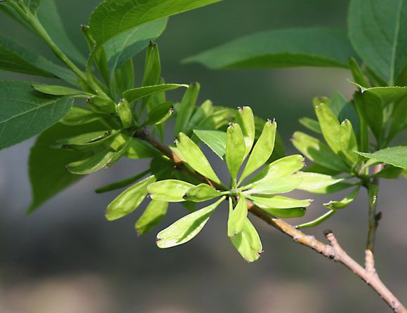 農村這種樹因皮而貴,內含銀絲,被稱植物黃金,有人靠它發財