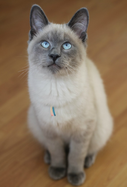 颈,细长,雄猫可有明显的颊肉.