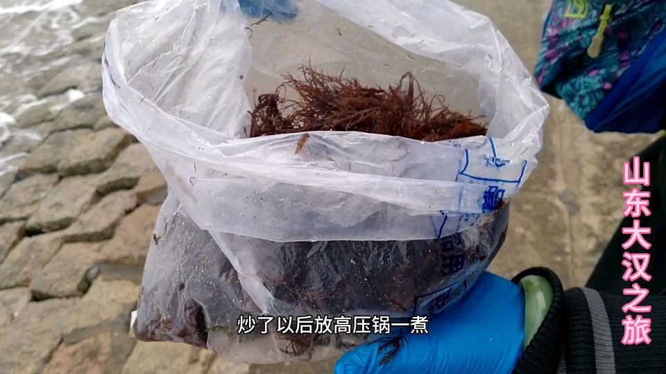 青岛海边遇到一个捡海菜的,她教我辨认冻菜,怎么做凉粉