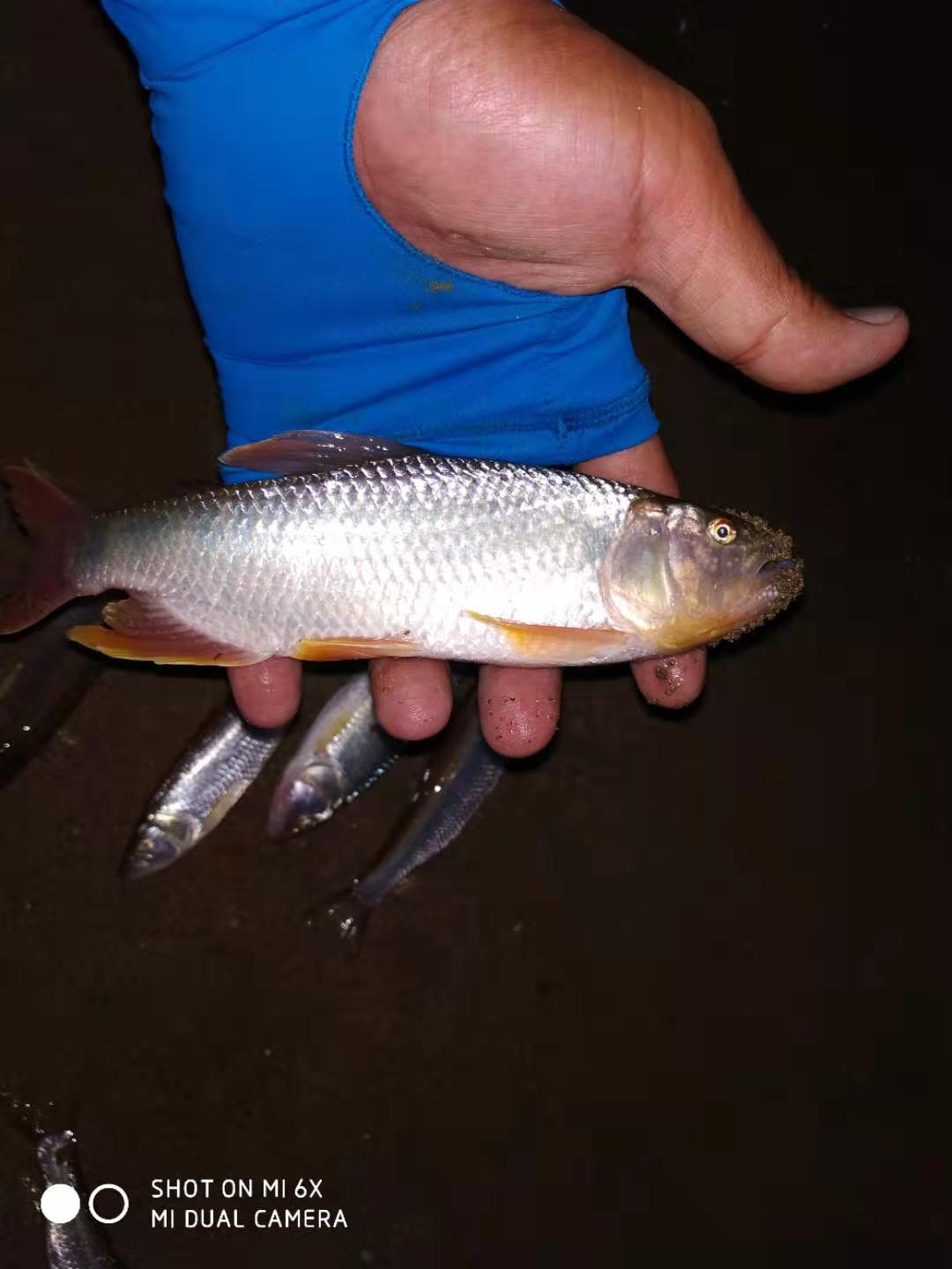 马口鱼虽然是冷水鱼,但在这个季节它为了寻找饵鱼,肯定会游到水温相对