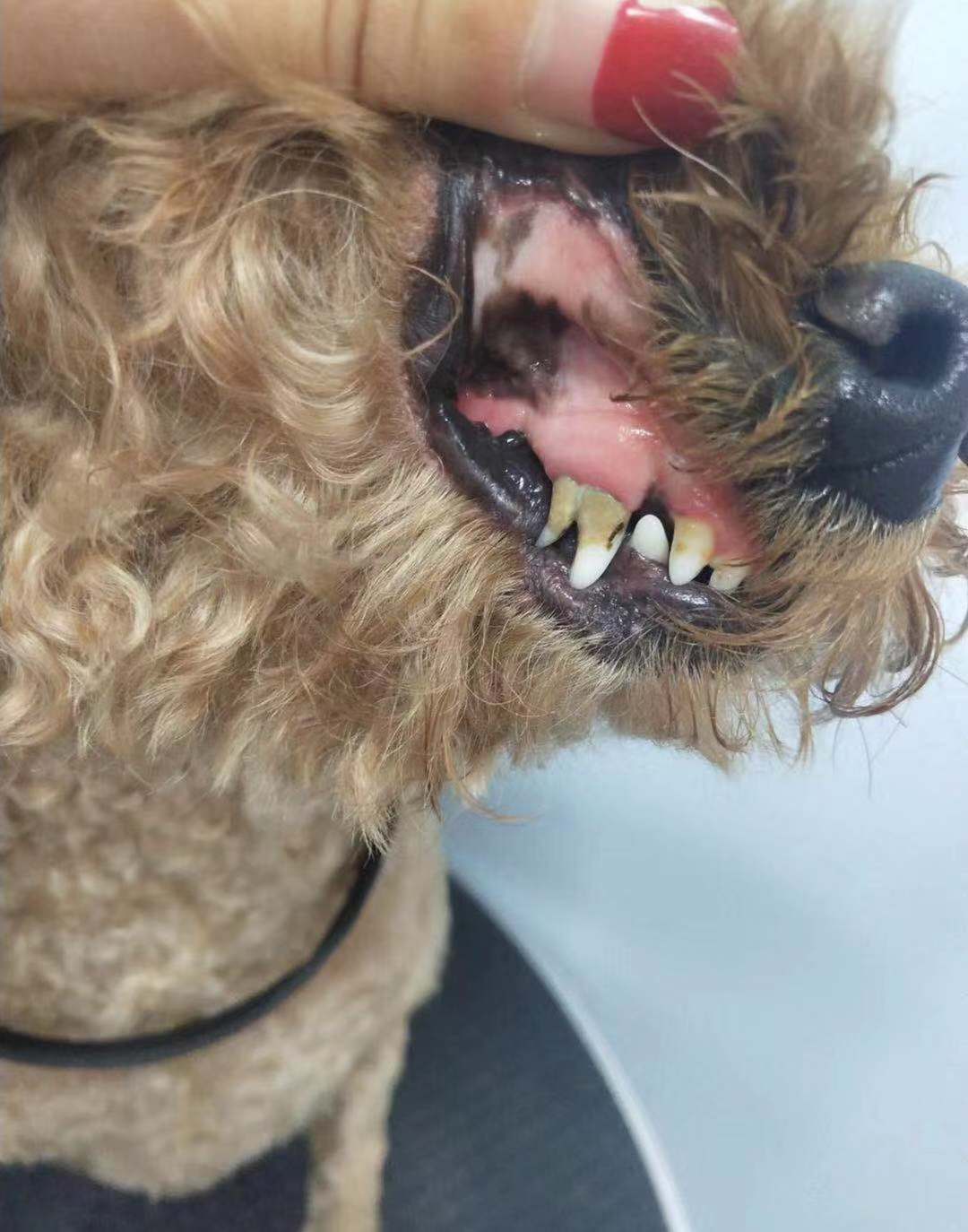 狗狗牙结石到底该不该清洗,网友分成两派,你支持哪边?