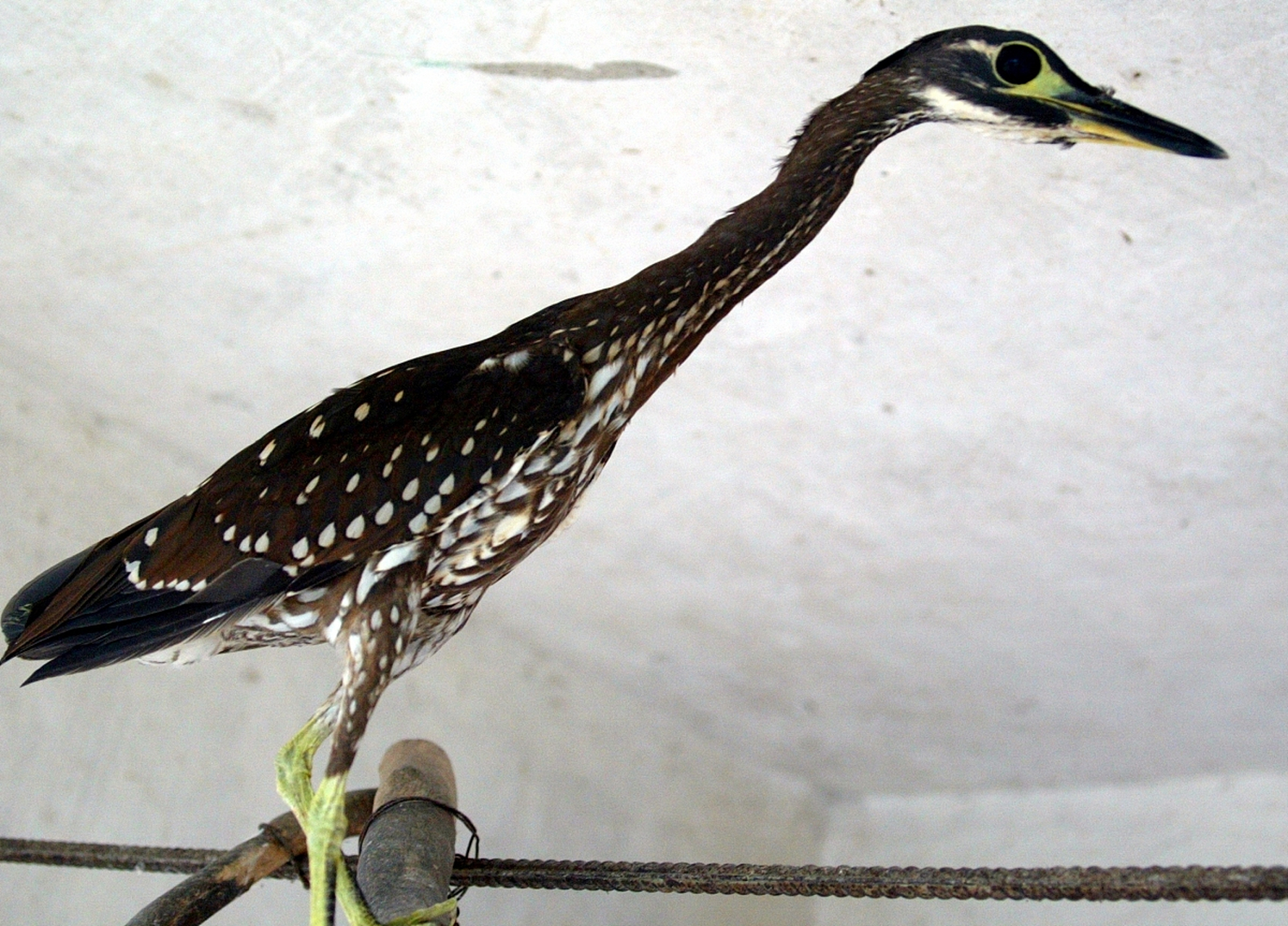 爱鸟的旅游爱好者注意了,广西惊现稀有鸟类海南虎斑鳽.