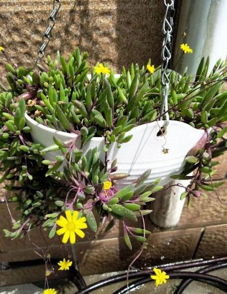 1种多肉吊兰好养又漂亮,浇水就生长,晒晒就开花,比绿萝强的多