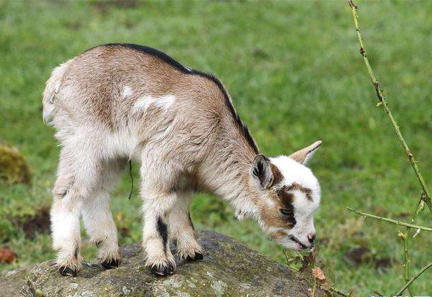 侏儒山羊, 它们对饲养的要求很高,但是它们是十分有趣的.