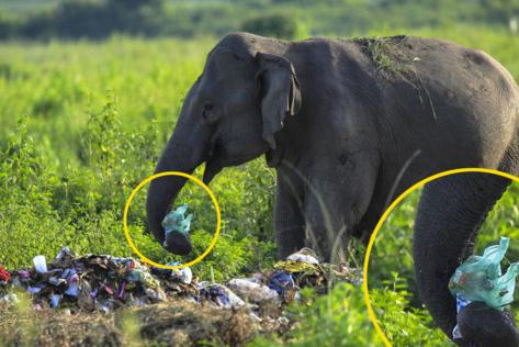 野生大象在城市垃圾堆里寻找食物 用鼻子卷起塑料袋吃让人震惊