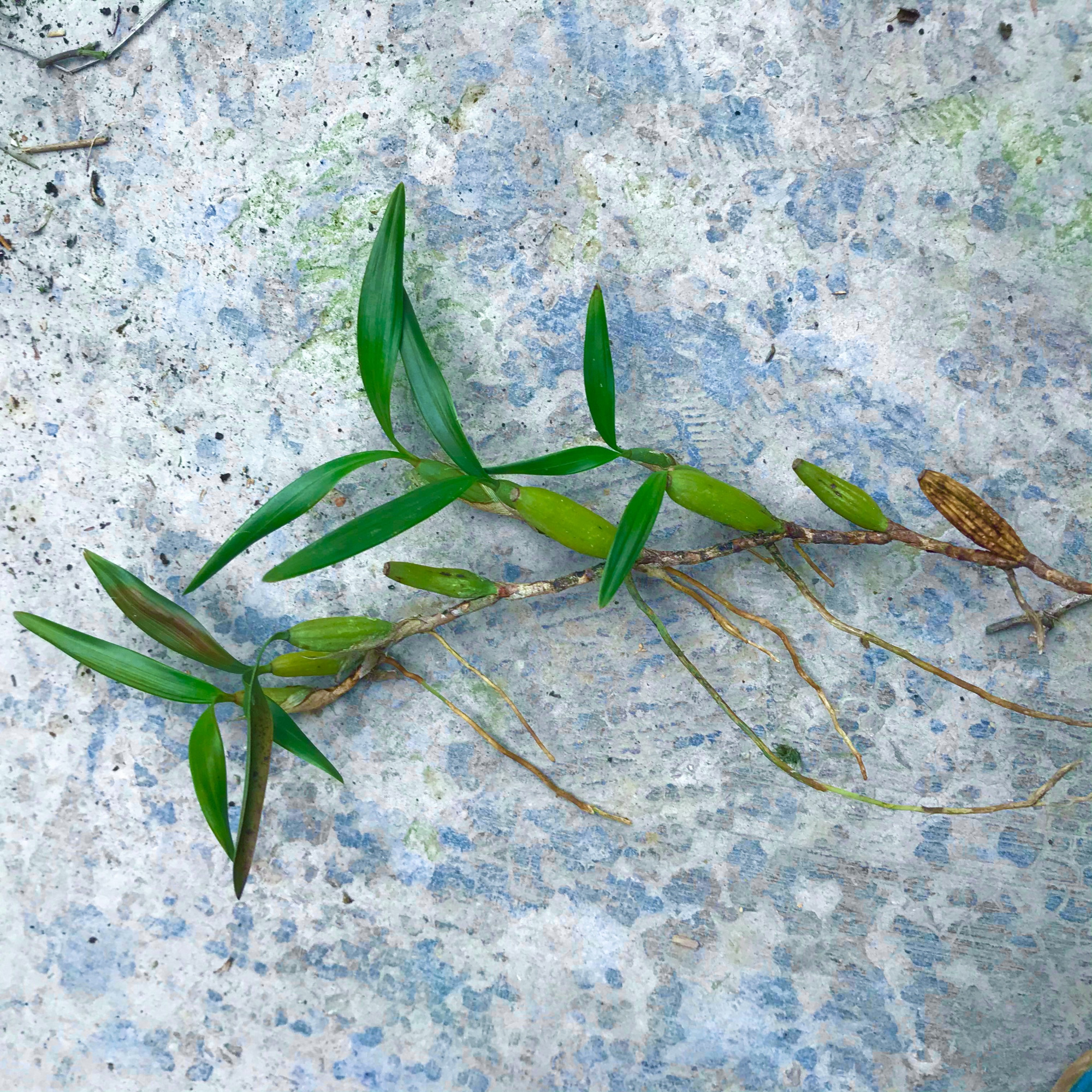 实拍悬崖上采的药材果上叶