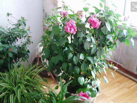 木菊花种植需要掌握的要点,木菊花修剪很重要