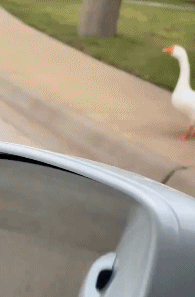 大鹅模拟器:沙雕玩家把游戏梗玩到现实,连漂亮小姐姐都被调戏