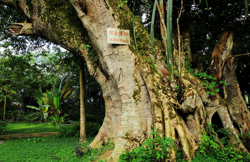 打洛独树成林风景区:有一棵高达28米,树龄约900多年的成林独树