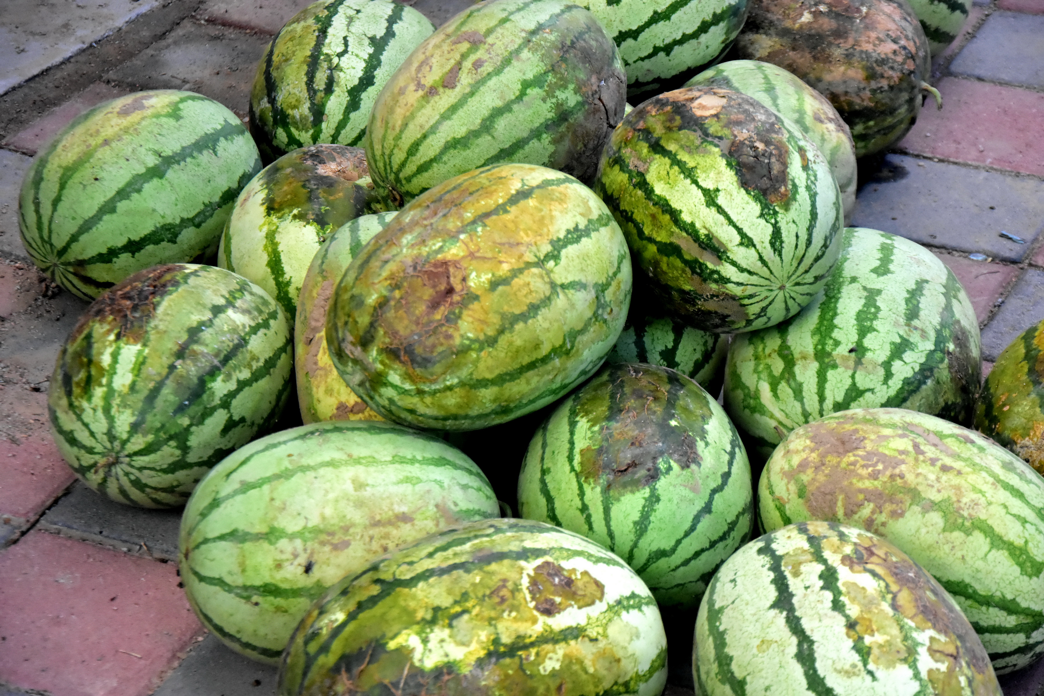 西瓜被雹子砸了,瓜农损失惨重,比冰雹更可怕的是那些流言蜚语