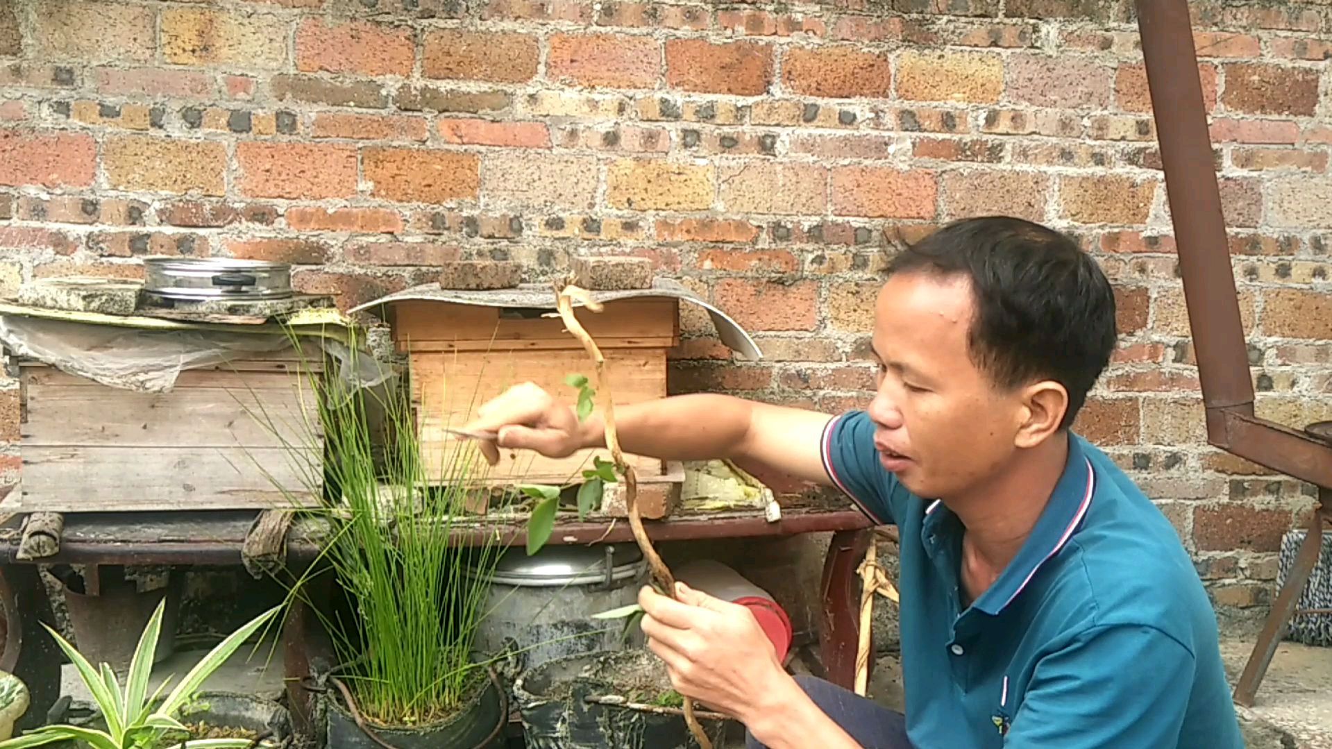 肝火旺,喉咙肿痛,清热解毒散瘀,在农村很普遍的一种草认识一下