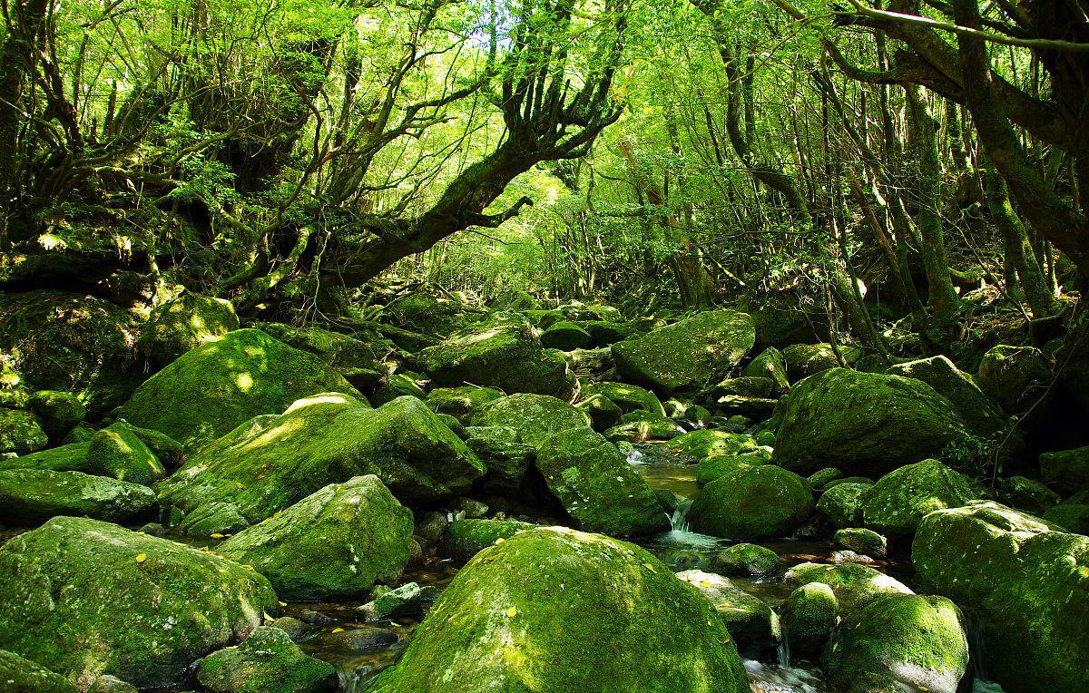 日本最不寻常的旅游胜地屋久岛,与森林奇境来一场约会吧