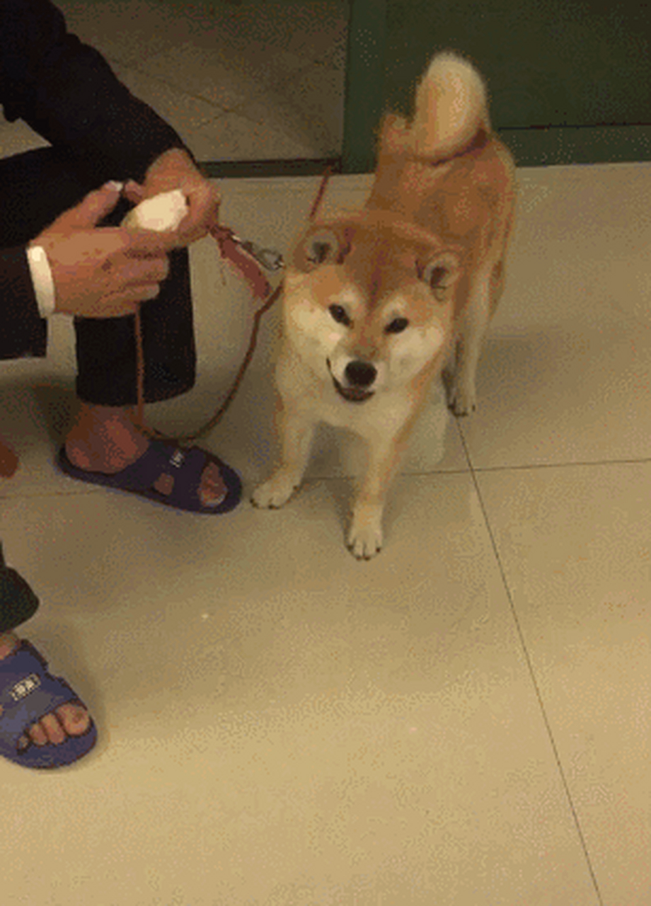 柴犬被爷爷强塞大馒头.