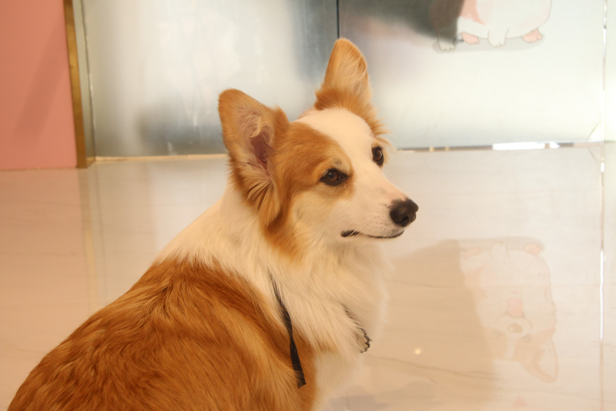 英国皇室宠物柯基:看完后终于明白,为何只有柯基独受女王恩宠