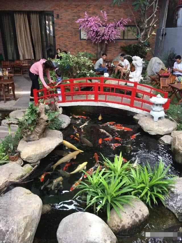 锦鲤花园从无到有,华丽蜕变小桥流水意境美的锦鲤池,只需这样做