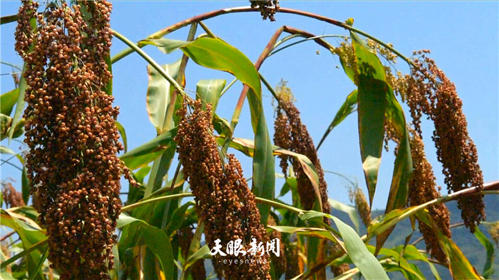 高粱头 - 优质问答专区