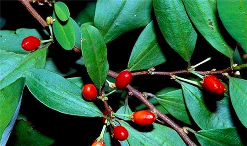 全球四大饮料之冠,一秒售出2万瓶,配方却是一种明令禁止的毒品