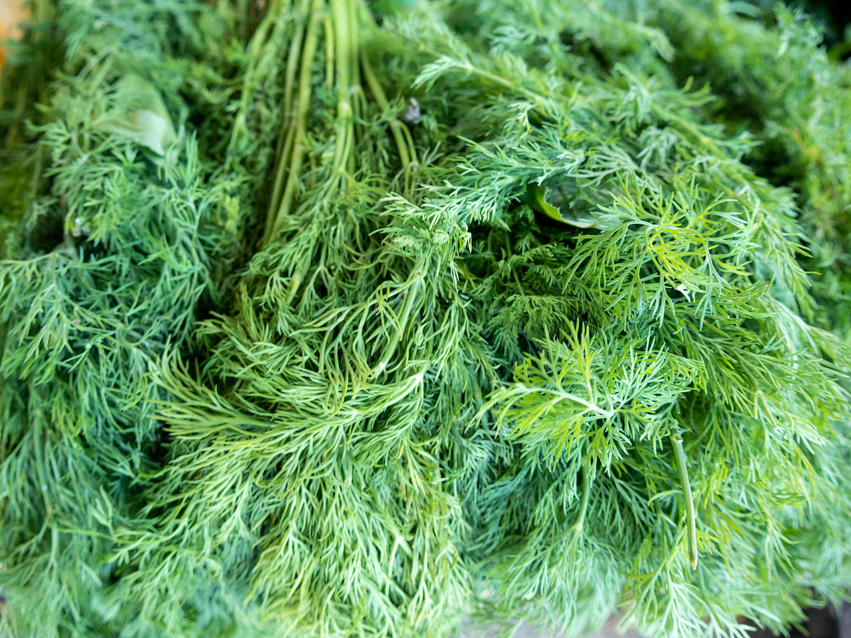 扫帚菜——营养丰富的野菜佳品.