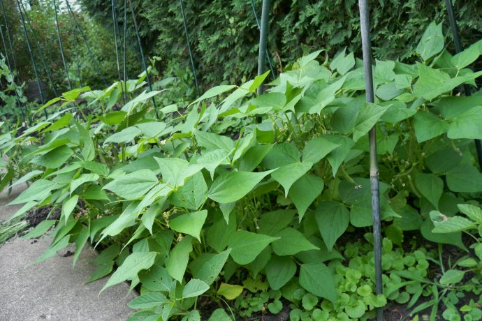 豆角搭架太费事?这种只长50厘米的豆角,不用搭架,味道特别好