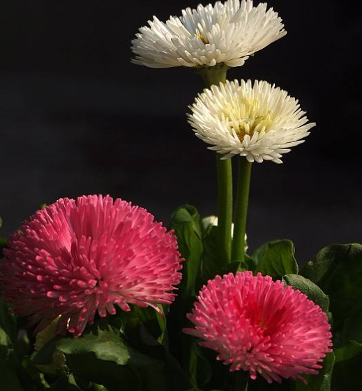 菠菜菊的种植方法和养护