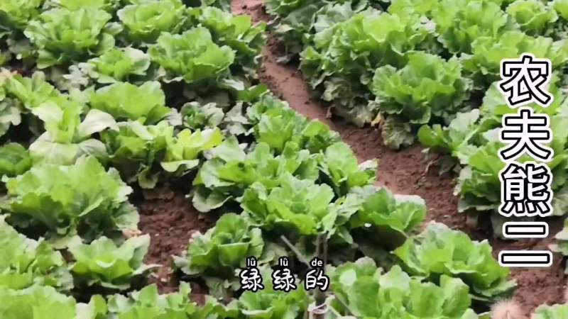 农村用猪粪当肥料种菜长的太好了