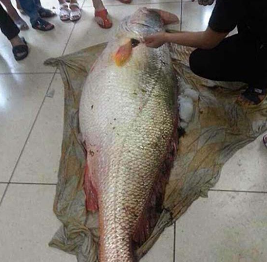 世界上"最贵"的鱼,在我国价格堪比黄金,有钱还不一定能吃到