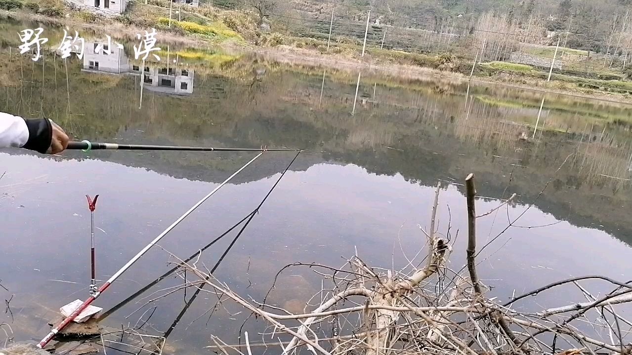 春季野钓鲫鱼,把握好这三个黄金阶段,鲫鱼连连上钩
