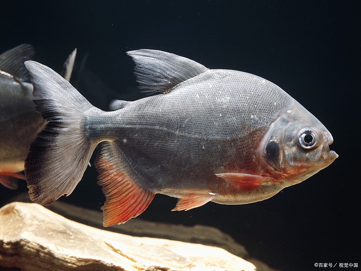 80缸适合养几条红腹水虎鱼?